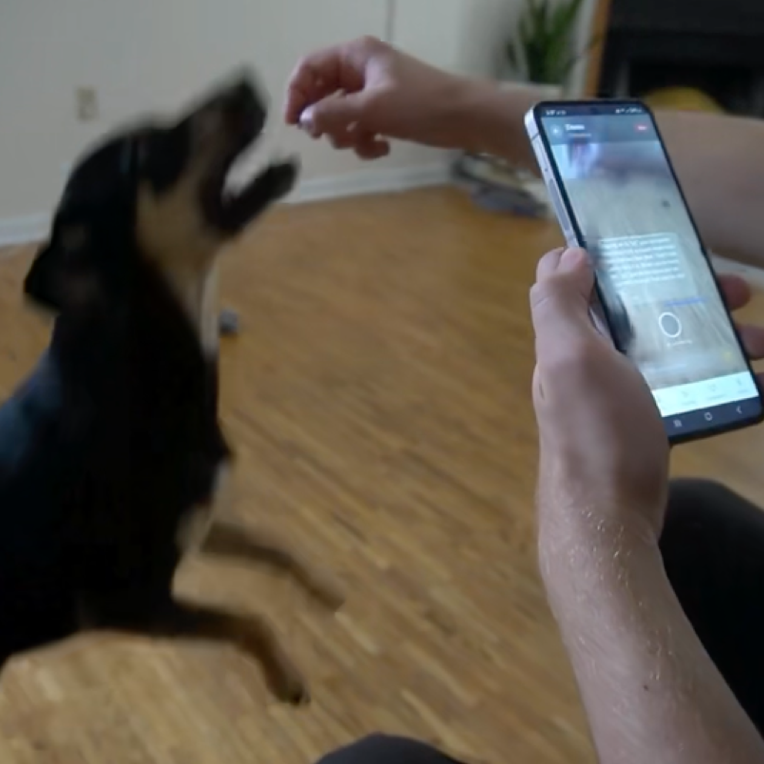 NOYA - AI Pet Training